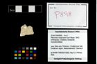 Foto (Objekt + Etikett) von Pithonoton marginatum (von Meyer, 1842)  (NHMW-GEO-2014-0194-0898)